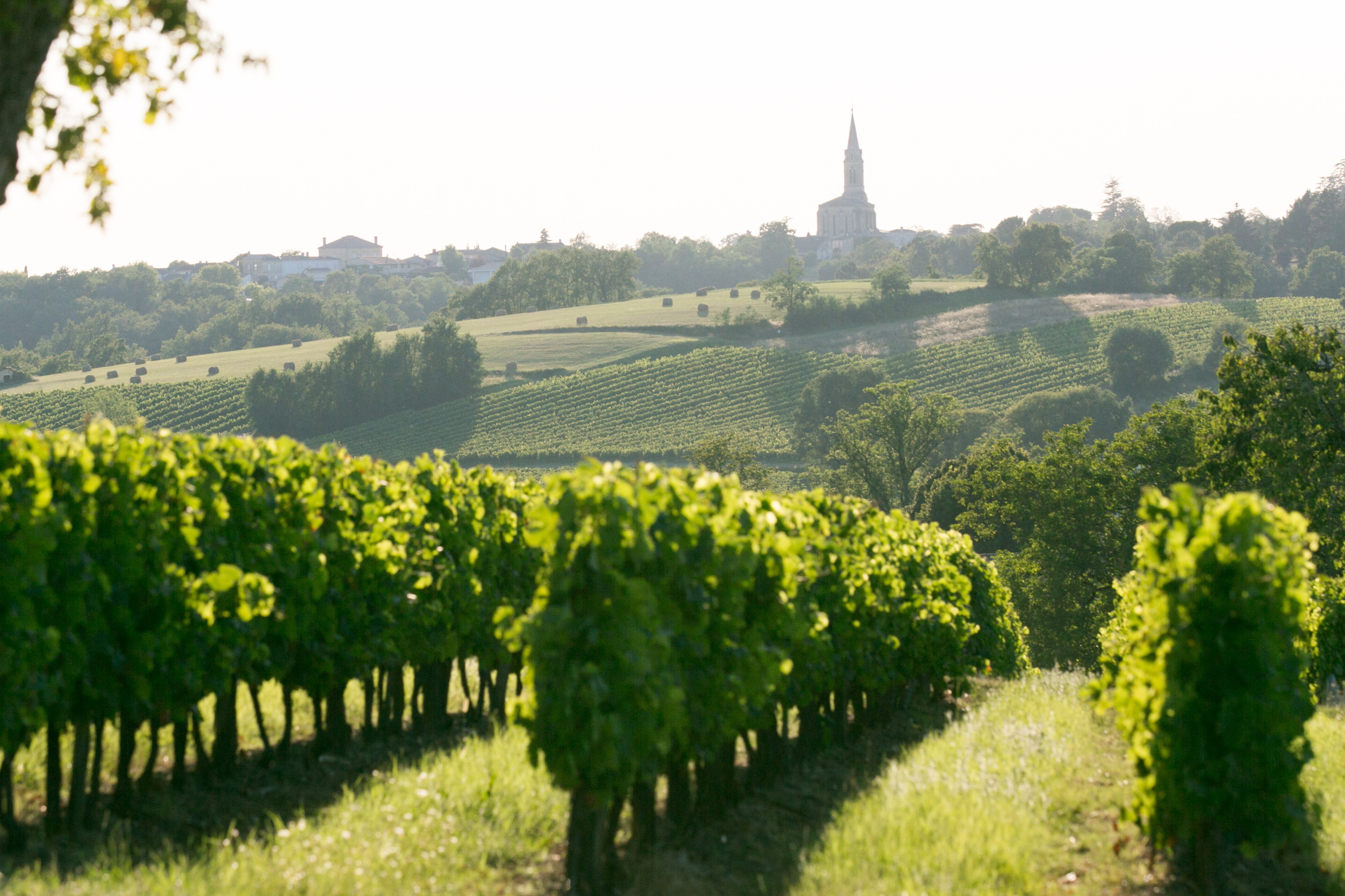 BordeauxVineyard2013Cadillac